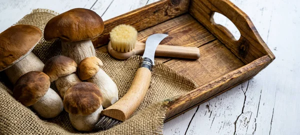 Taze orman mantarları, Boletus edulis (King bolete), penny bun, cep, porcini, mantar bıçağı ve mantar fırçası beyaz eski püskü masa üzerinde ahşap tablet, üst görünüm panorama