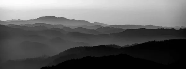 茂密的森林 雾蒙蒙的黑森林 — 图库照片