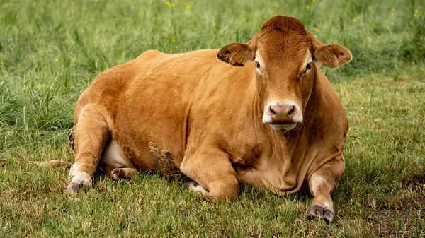 Śmieszne Tło Zwierząt Brązowa Krowa Leży Swoim Stadem Zielonej Łące — Zdjęcie stockowe