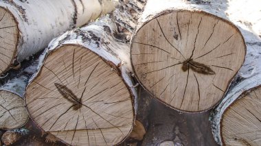 Orman arka planı - ağaç gövdeleri istiflenmiş