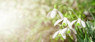 Güneşli bahçedeki yeşil çayırda beyaz taze kar damlaları (Galanthus). Paskalya baharı arkaplan panoraması