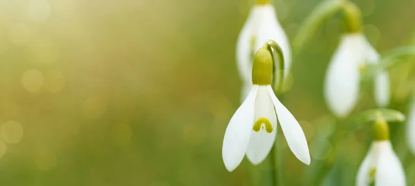 Білі Свіжі Засніжені Квіти Galanthus Зеленій Луці Сонячному Саду Панорама — стокове фото