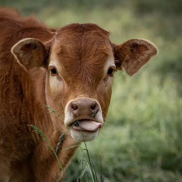 Divertente Bambino Animali Sfondo Quadrato Giovane Mucca Bambino Con Lingua — Foto Stock