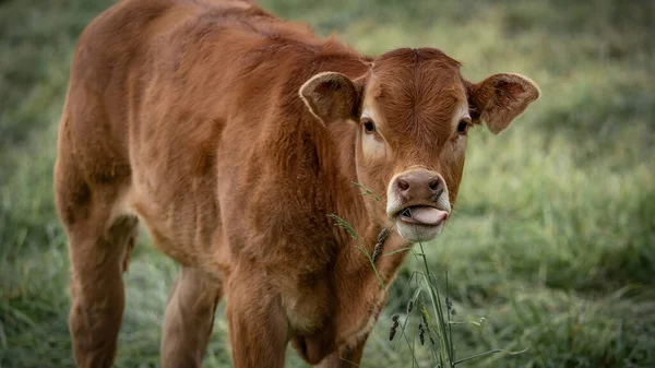 Fondo Animales Bebé Divertido Vaca Bebé Joven Con Lengua Hacia — Foto de Stock