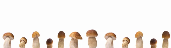 Birçok Farklı Boletus Edulis Kral Boleti Penny Bun Cep Porcini — Stok fotoğraf