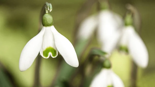 Weiße Frische Schneeglöckchen Blühen Auf Der Grünen Wiese Sonnigen Garten — Stockfoto