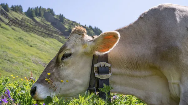 Śmieszne Krowy Górach Allgaeu Austria Alpy Zielonej Świeżej Łące Kwitnącymi — Zdjęcie stockowe