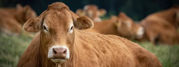 有趣的动物图片背景 棕色的奶牛和它的牛群躺在绿色的草地上 — 图库照片