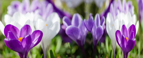 Ontwaken Lente Bloeiende Paarse Witte Krokussen Verlicht Van Ochtendzon Voorjaar — Stockfoto