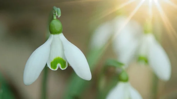 Білі Свіжі Засніжені Квіти Галантус Зеленій Лузі Сонячному Саду Панорама — стокове фото