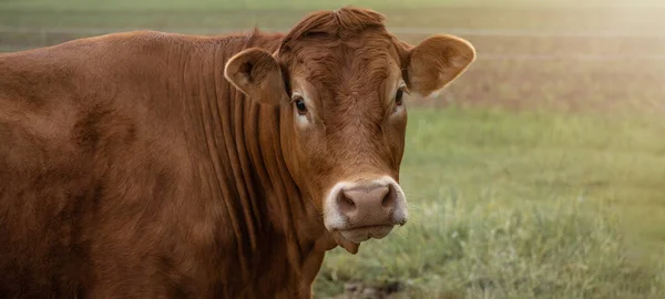 有趣的动物图片背景 棕色的奶牛和它的牛群站在绿色的草地上 — 图库照片