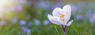 Bahar Uyanışı - Bahçedeki yeşil çayır üzerinde beyaz mor gümüşi kumaş (Crocus versicolor) örtüsünün kapanışı, sabah güneşinden aydınlanan park - bahar çiçekleri arka plan panoramasını süslüyor