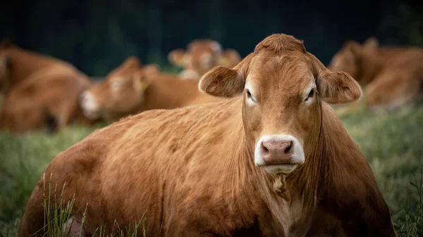 Śmieszne Tło Zwierząt Brązowa Krowa Leży Swoim Stadem Zielonej Łące — Zdjęcie stockowe