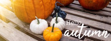 Merhaba sonbahar pankartı - Eski kırsal ahşap palette farklı renkte balkabaklarının üst görünümü