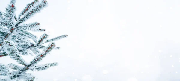 Zimní Sníh Vánoční Pozadí Prapor Panorama Zasněžené Zmrazené Jedlové Větve — Stock fotografie