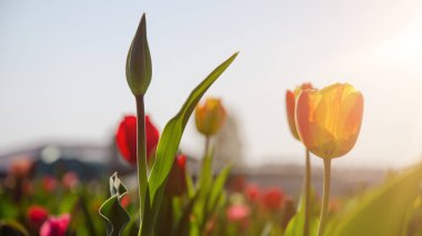 Çiçek açan lalelerin panoramik manzarası ilkbaharda güneşle aydınlandı.