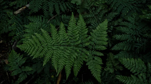Ormanda Yeşil Taze Eğrelti Otu Karamsar — Stok fotoğraf