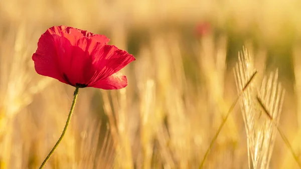 Красивый Пейзаж Золотого Поля Ячменя Красным Маком Papaver Теплом Свете — стоковое фото