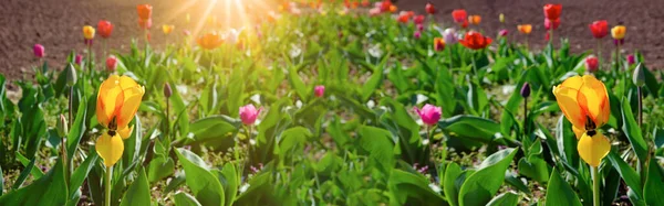 Panoramisch Landschap Van Bloeiende Rode Tulpen Veld Verlicht Door Zon — Stockfoto