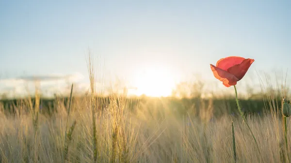 Красивый Пейзаж Золотого Поля Ячменя Красным Маком Papaver Теплом Свете — стоковое фото