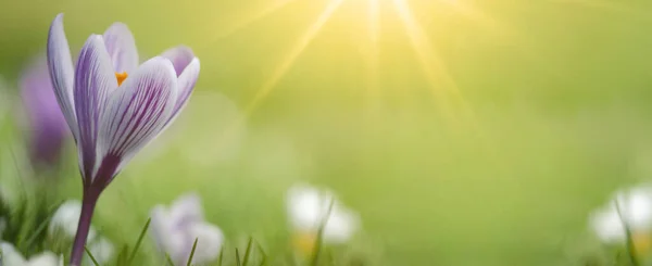 Ontwaken Lente Bloeiende Paarse Witte Krokussen Groene Verse Weide Verlicht — Stockfoto