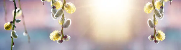 Spring Easter Pollen Flight Background Banner Panorama Macro Close Beautiful — Zdjęcie stockowe