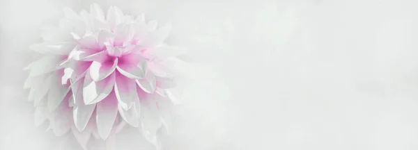 Gros Plan Belle Fleur Dahlia Rose Blanc Isolé Sur Fond — Photo