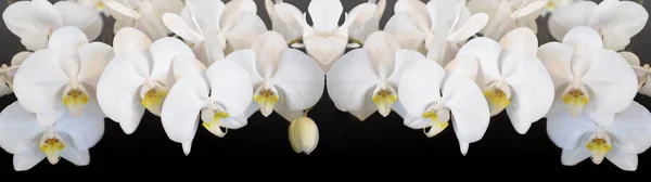 Hermosas Orquídeas Blancas Aisladas Banner Panorama Fondo Negro — Foto de Stock
