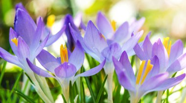 Bahar Uyanışı - Sabah güneşinden aydınlanan mor ve beyaz timsahlar - Bahar çiçekleri arka plan panoraması