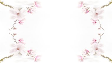 Güzel açan pembe manolya dalı beyaz arkaplanda izole edilmiş.