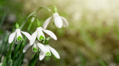 Güneşli bahçedeki yeşil çayırda beyaz taze kar damlaları (Galanthus). Paskalya baharı arkaplan panoraması