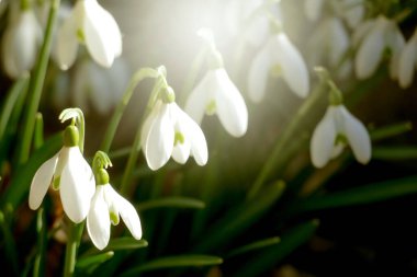 Güneşli bahçedeki yeşil çayırda beyaz taze kar damlaları (Galanthus). Paskalya baharı arkaplan panoraması