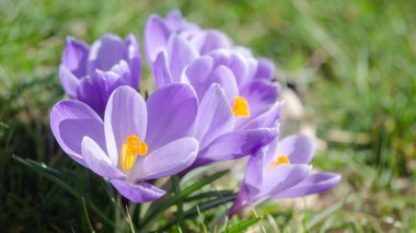 Bahar Uyanışı - Sabah güneşinden aydınlanan mor ve beyaz timsahlar - Bahar çiçekleri arka plan panoraması