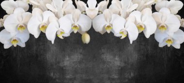 Güzel beyaz orkideler siyah karatahta beton duvar dokusu arkaplan panorama afişi üzerinde izole