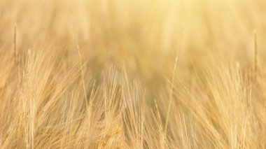 Arpa 'nın altın tarlasından yükselen güneşin sıcacık ışığında güzel bir manzara, yazı için yeri olan panoramik bir zemin