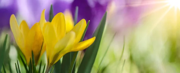 Ontwaken Achtergrond Banner Panorama Bloeiende Paarse Gele Krokussen Een Groene — Stockfoto