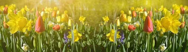 Bloeiende Lente Weide Met Tulpen Narcissen Verlicht Door Ochtendzon Achtergrond — Stockfoto