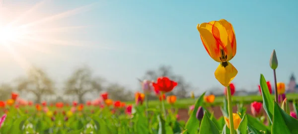 Panoramisch Landschap Van Bloeiende Tulpen Veld Verlicht Het Voorjaar Door — Stockfoto