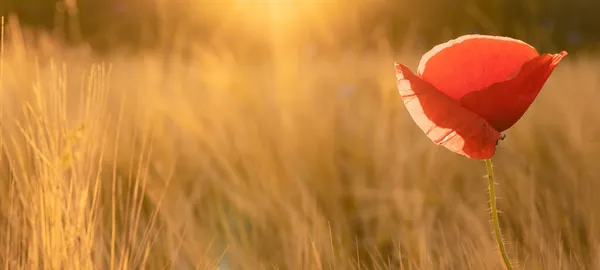 Красивый Пейзаж Золотого Поля Ячменя Красным Маком Papaver Теплом Свете — стоковое фото