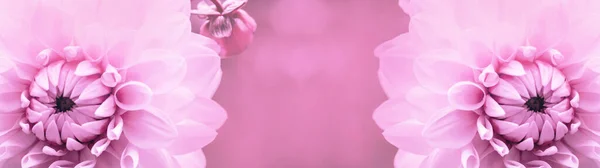 Été Fond Panorama Bannière Longue Gros Plan Belles Fleurs Dahlias — Photo