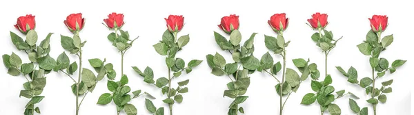 Roses Rouges Attachées Ensemble Isolé Sur Fond Blanc Bannière Panorama — Photo