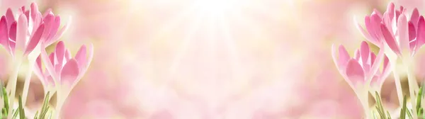 Wiosenne Przebudzenie Kwitnące Purpurowe Różowe Krokusy Oświetlone Porannego Słońca Wiosenne — Zdjęcie stockowe