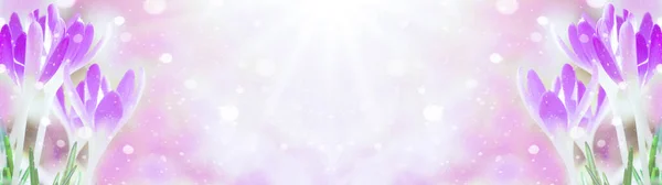 Άνοιξη Αφύπνισης Νιφάδες Χιονιού Ανθίζοντας Ροζ Μωβ Κρόκους Φωτίζεται Από — Φωτογραφία Αρχείου