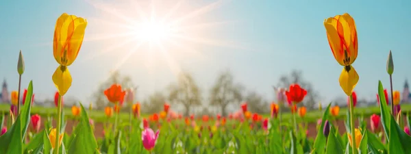 Panoramisch Landschap Van Bloeiende Tulpen Veld Verlicht Het Voorjaar Door — Stockfoto