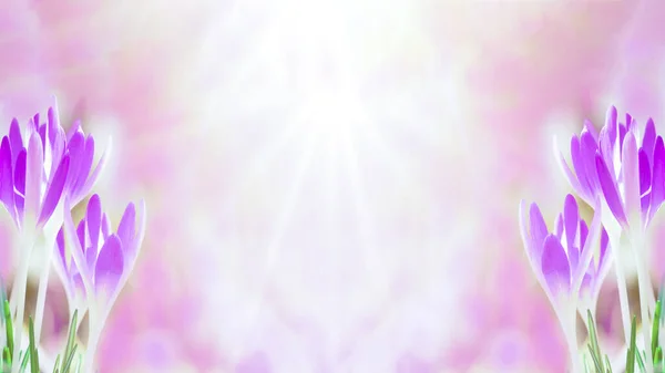 Весеннее Пробуждение Цветущие Розовые Фиолетовые Крокусы Освещенные Утренним Солнцем Весенняя — стоковое фото