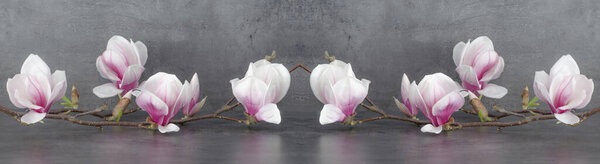 Красивая цветущая ветвь магнолии, изолированная на сером антрацитовом фоне