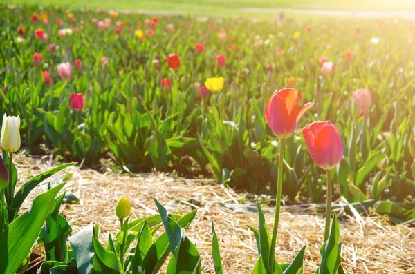 Panoramisch Landschap Van Bloeiende Rode Tulpen Veld Verlicht Door Zon — Stockfoto