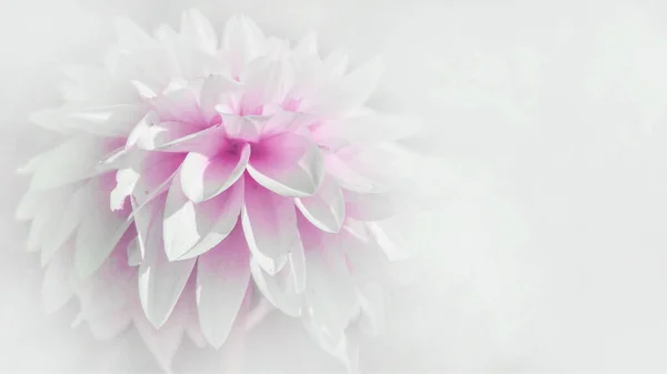Close up of beautiful blooming white pink dahlia isolated on white background