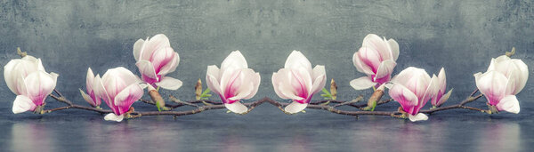 Красивая цветущая ветвь магнолии, изолированная на сером антрацитовом фоне