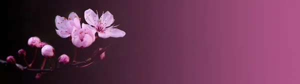 Розовая Красивая Цветущая Вишня Цветет Фон Баннер Панорама Пространством Текста — стоковое фото